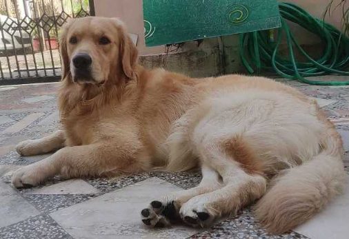 Golden Retriever Dogs For Mating In Mandi HP