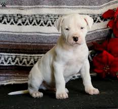 Dogo Argentino For Sale In Bangalore