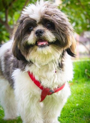 Shih Tzu Dogs For Mating In Chennai