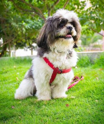 Shih Tzu Dogs For Mating In Chennai