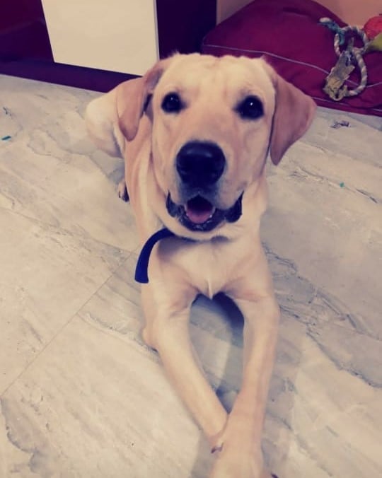 Labrador Retriever Dogs For Mating In Rudrapur