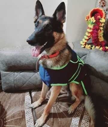 German Shepherd Dogs For Mating In Hyderabad