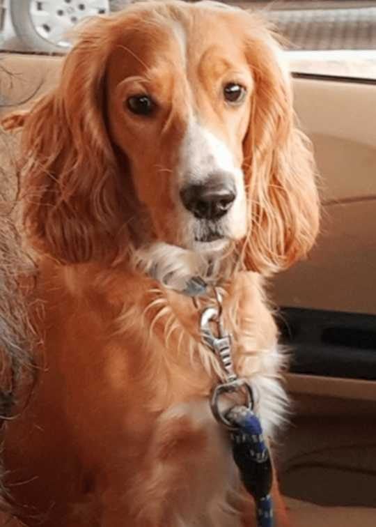 Cocker Spaniel Dogs For Mating In Pune