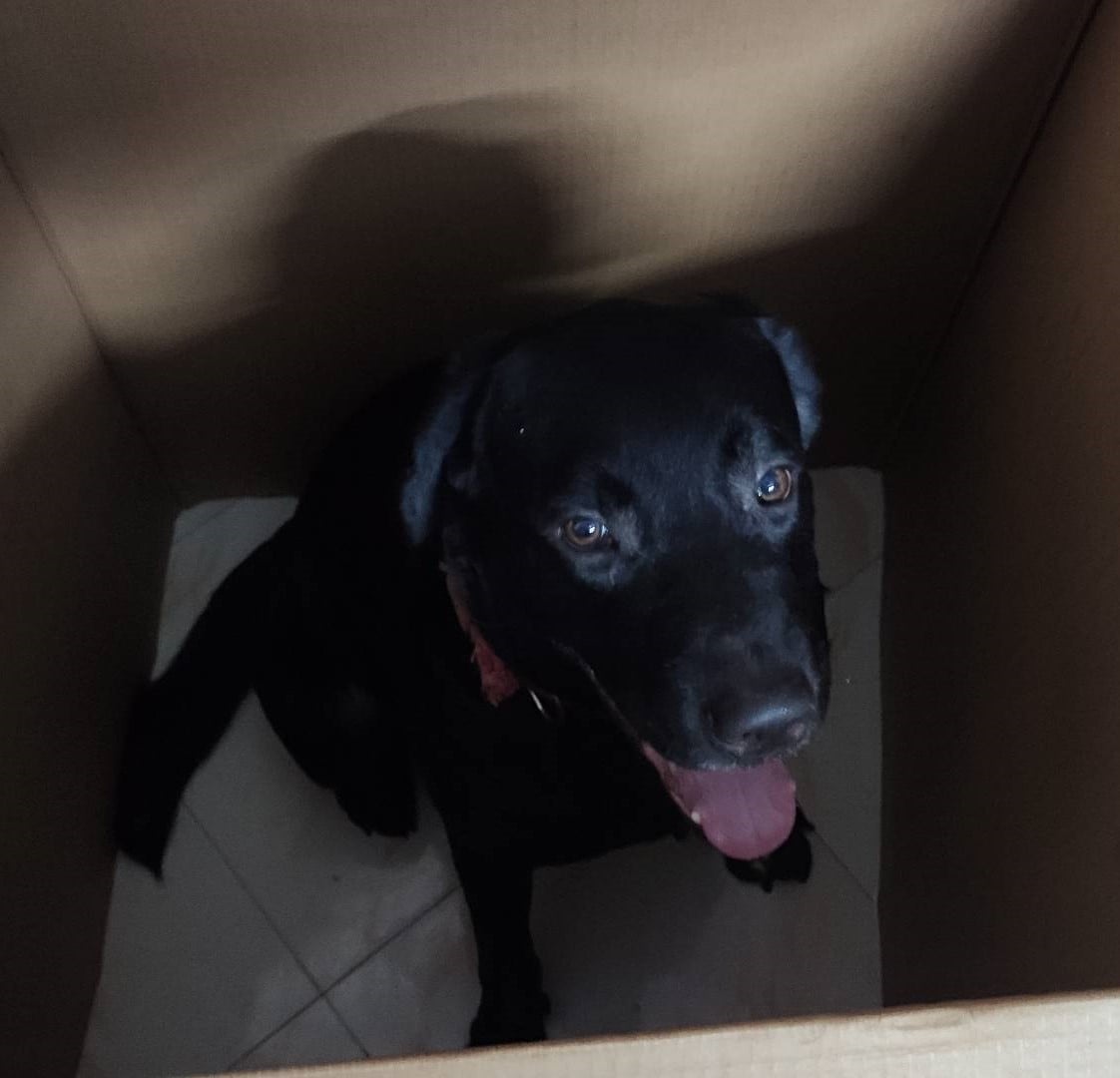 Labrador Retriever Dogs For Mating In Rudrapur