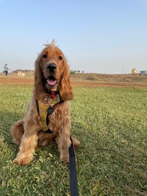 English Cocker Spaniel Dogs For Mating In Mumbai