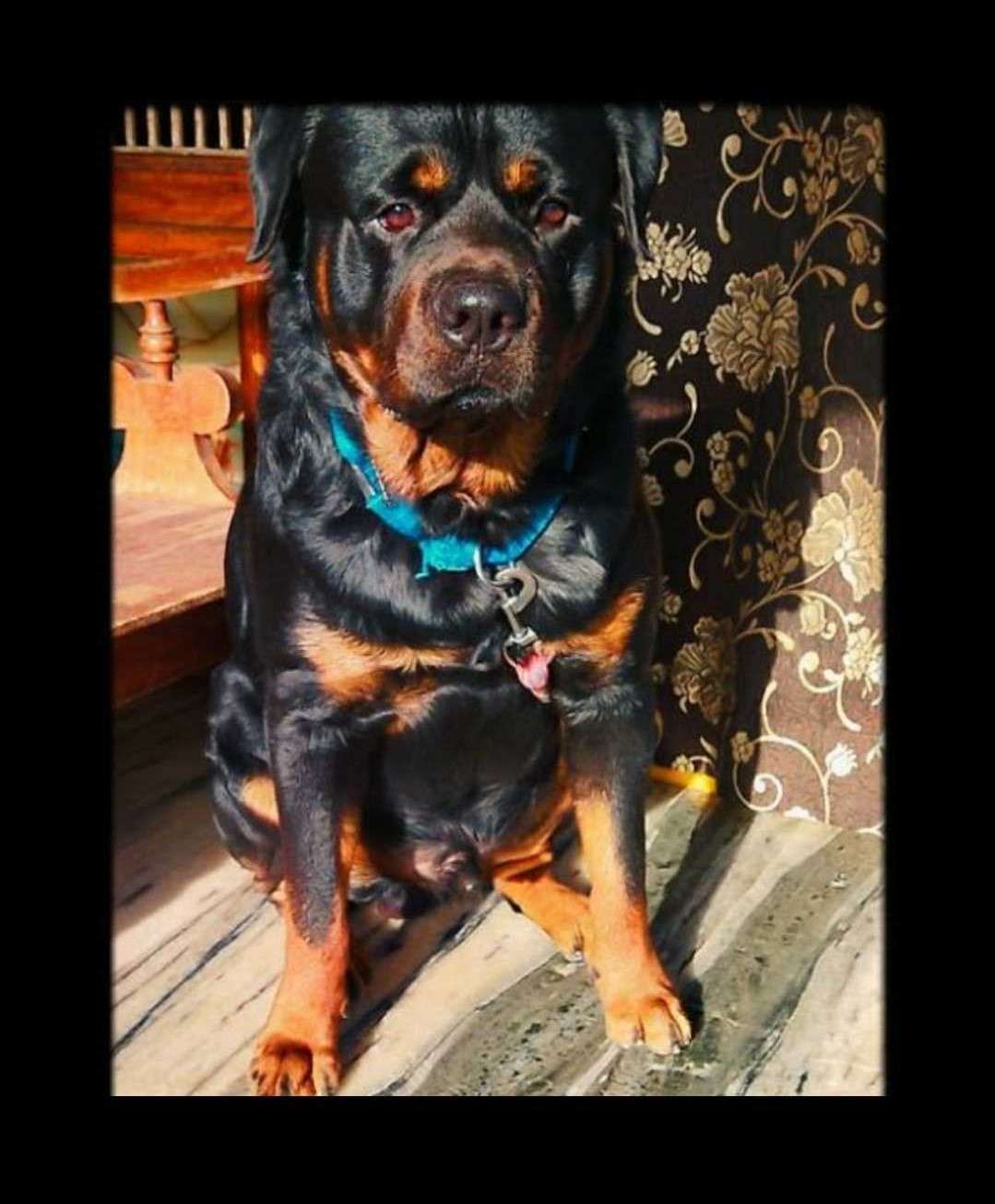Rottweiler Dogs For Mating In Chennai