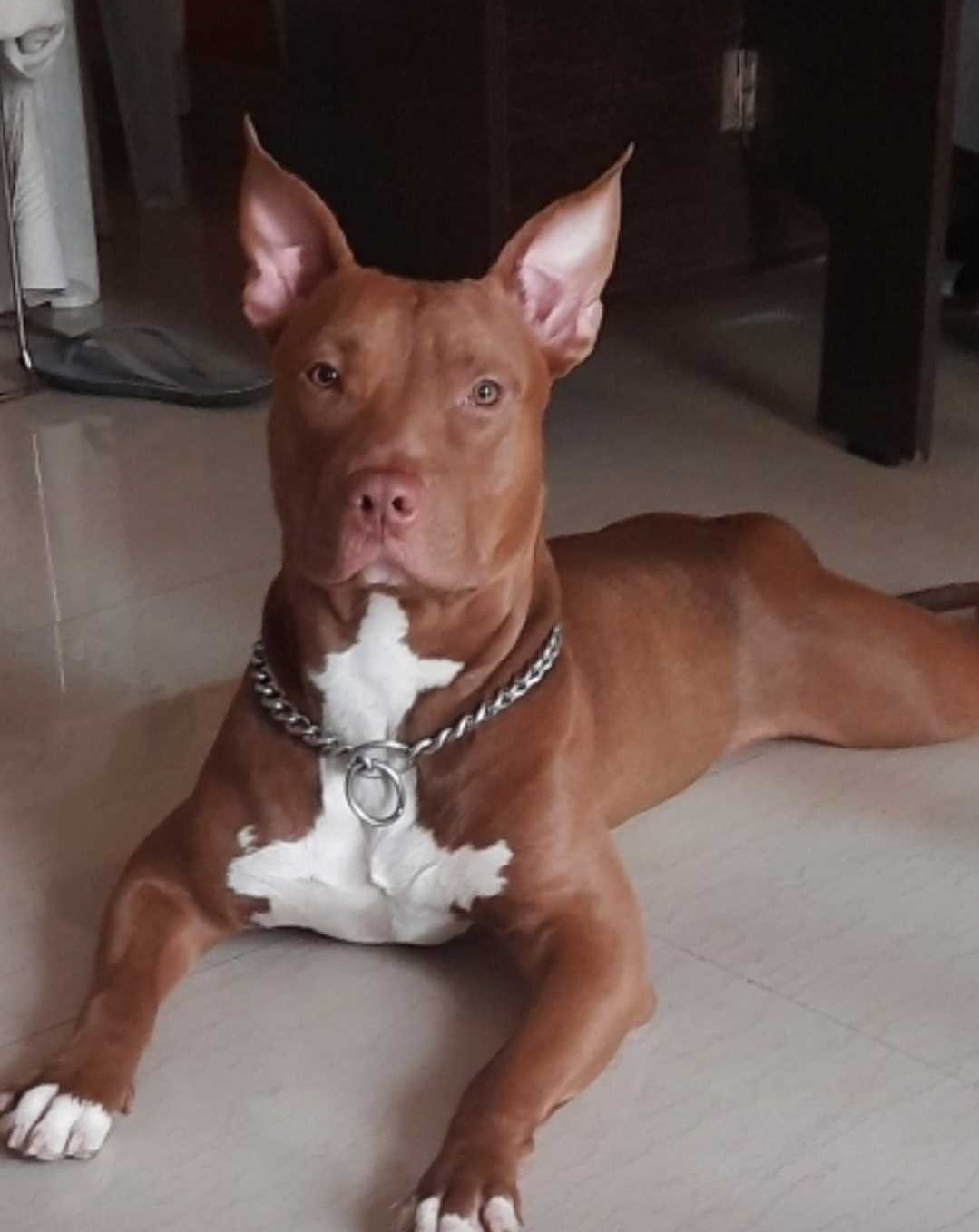 Pitbull Dogs For Mating In Pune