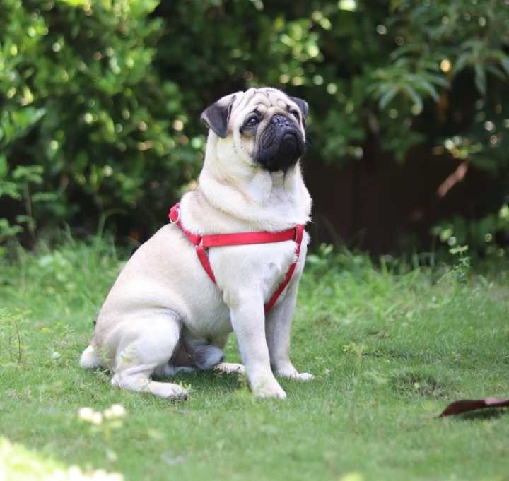 Pug Dogs For Mating In Mysore