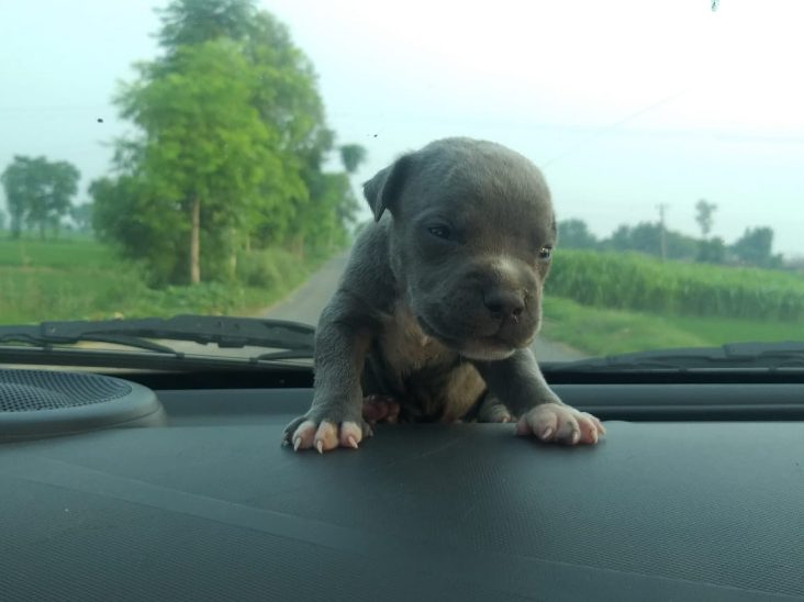 Pitbull For Sale In Guwahati
