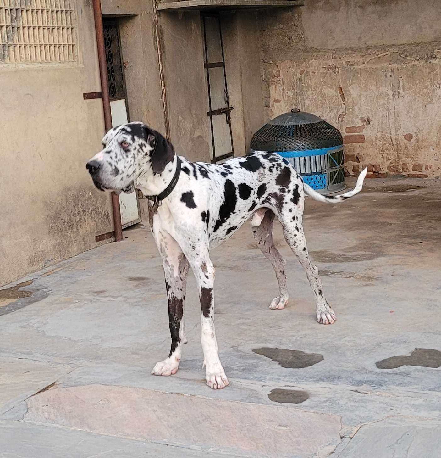 Great Dane Dogs For Mating In Mumbai