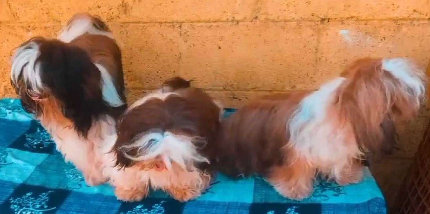 Shih Tzu Dogs For Mating In Pune