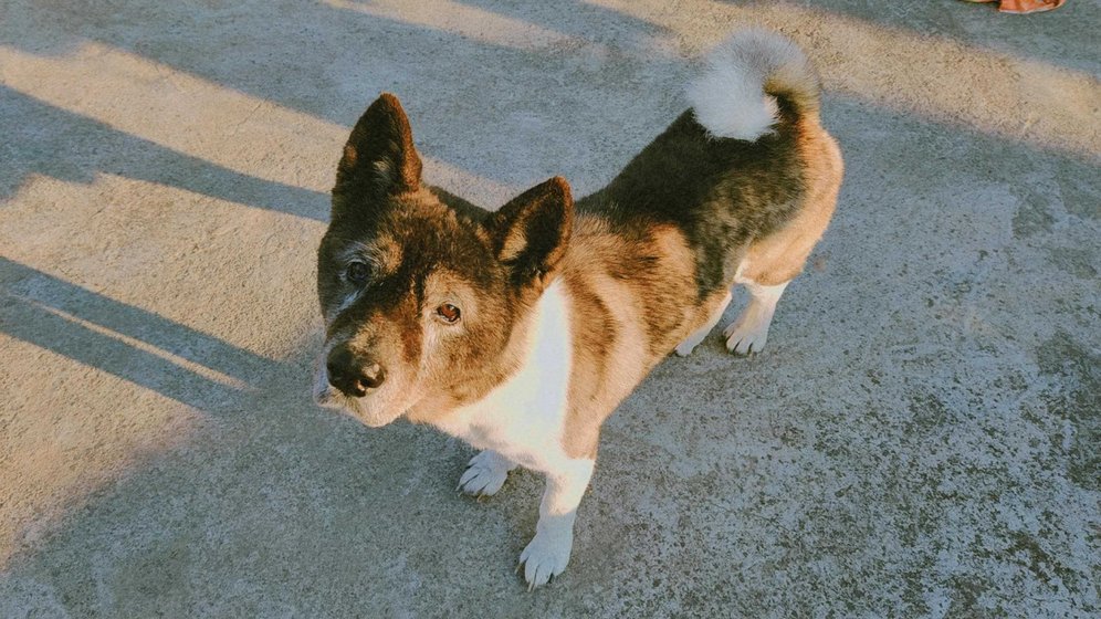 Akita Dogs For Mating In Dehradun