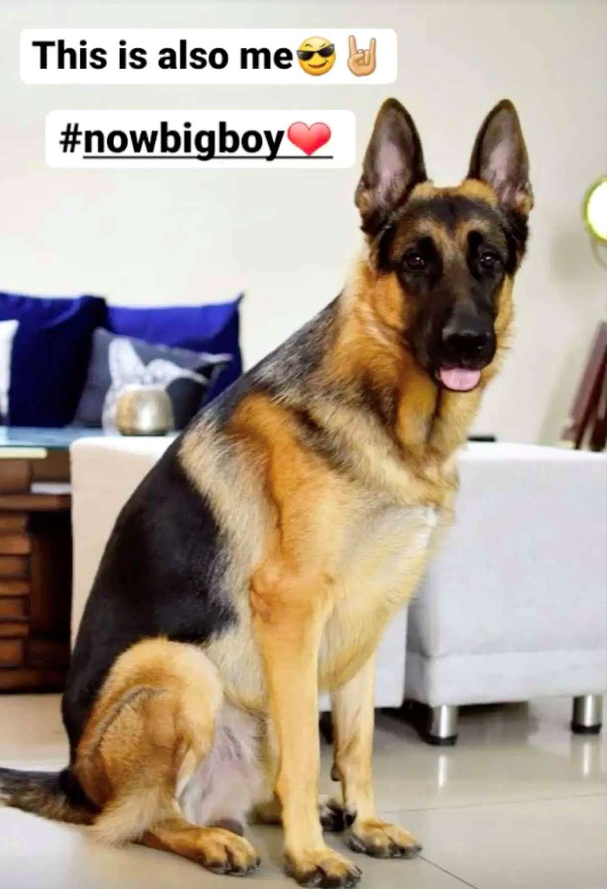 German Shepherd Dogs For Mating In Kanpur