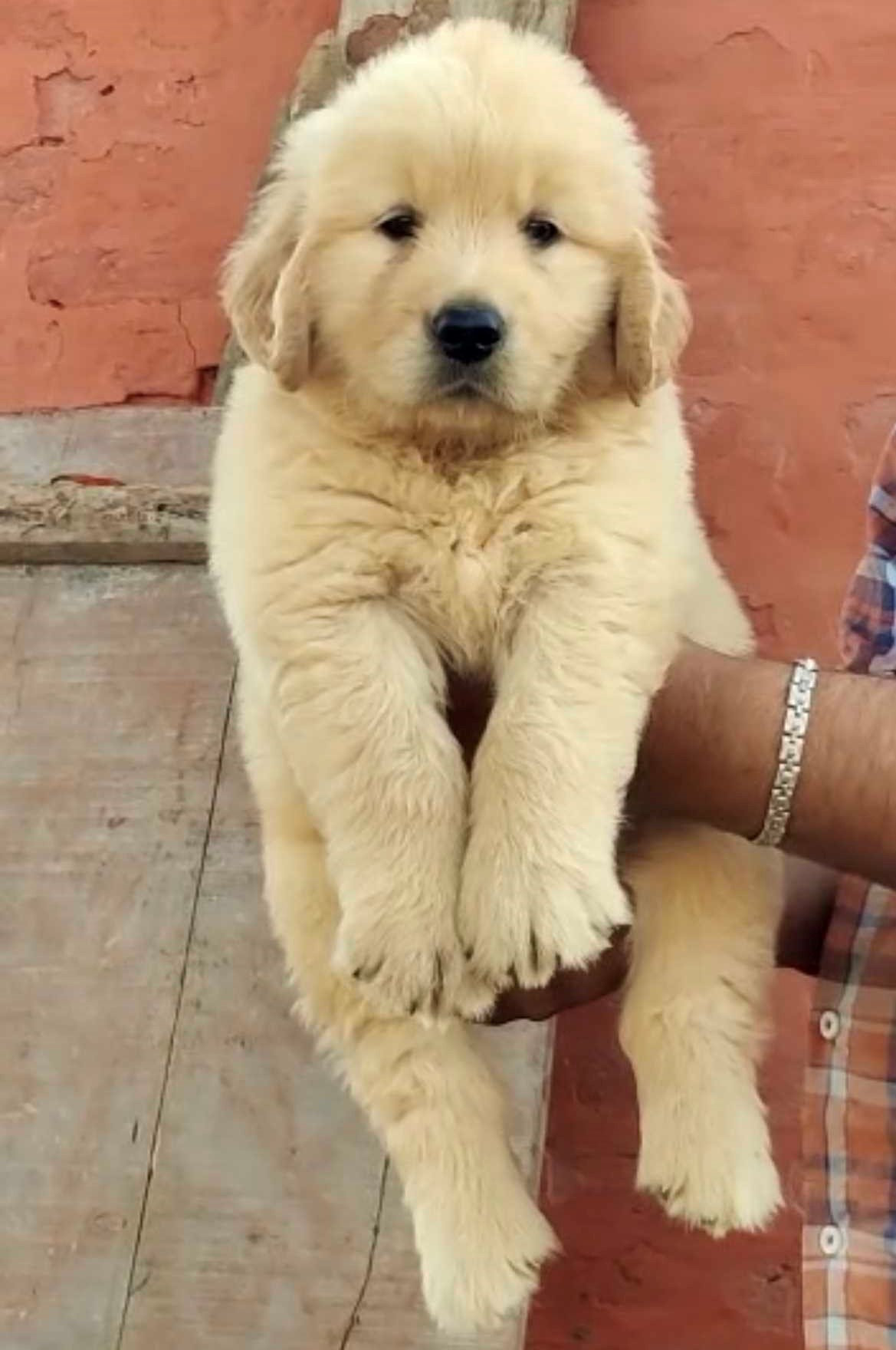 Golden Retriever For Sale In Varanasi