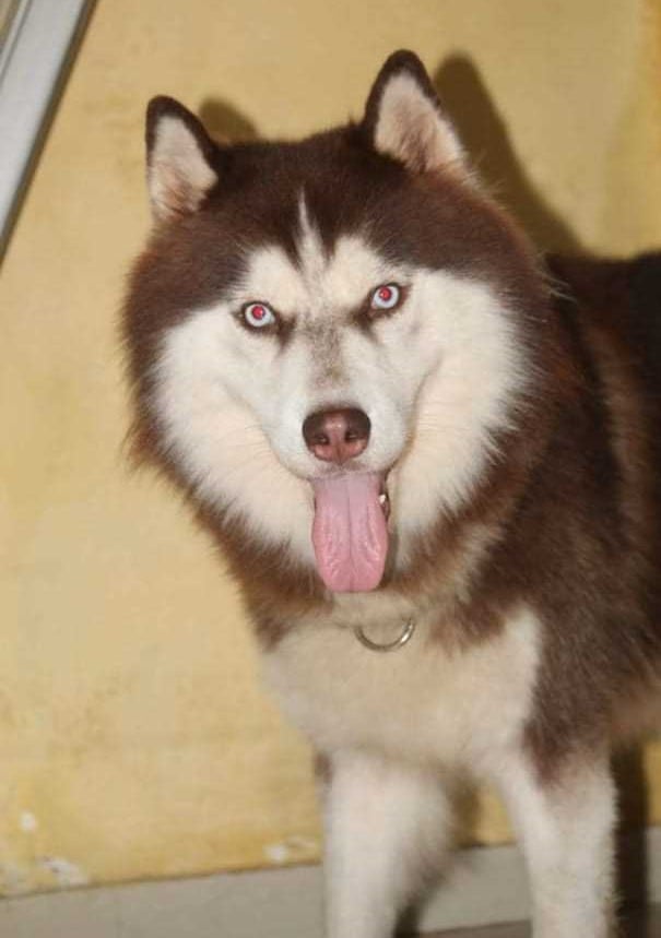 Siberian Husky Dogs For Mating In Lucknow