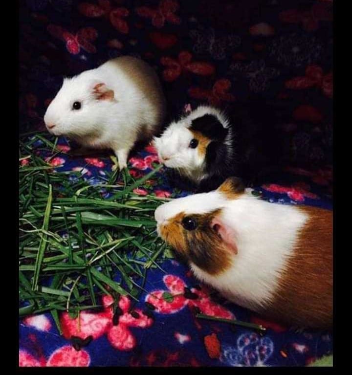 Guinea Pigs For Adoption In Jhargram