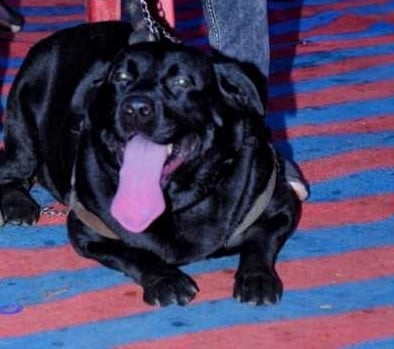 Labrador Retriever Dogs For Mating In Bhubaneswar