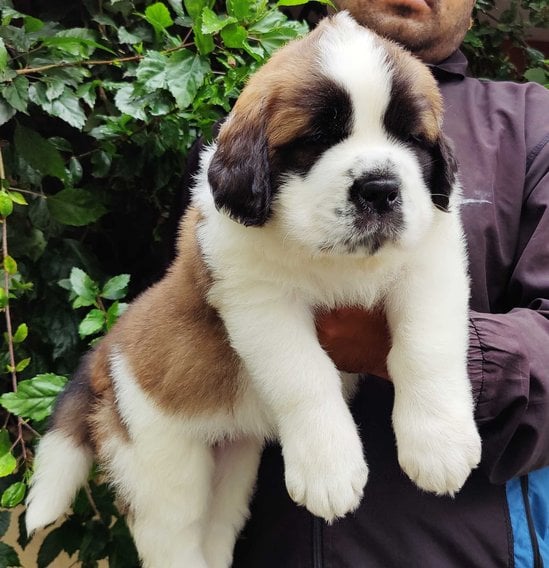 Saint Bernard For Sale In Varanasi