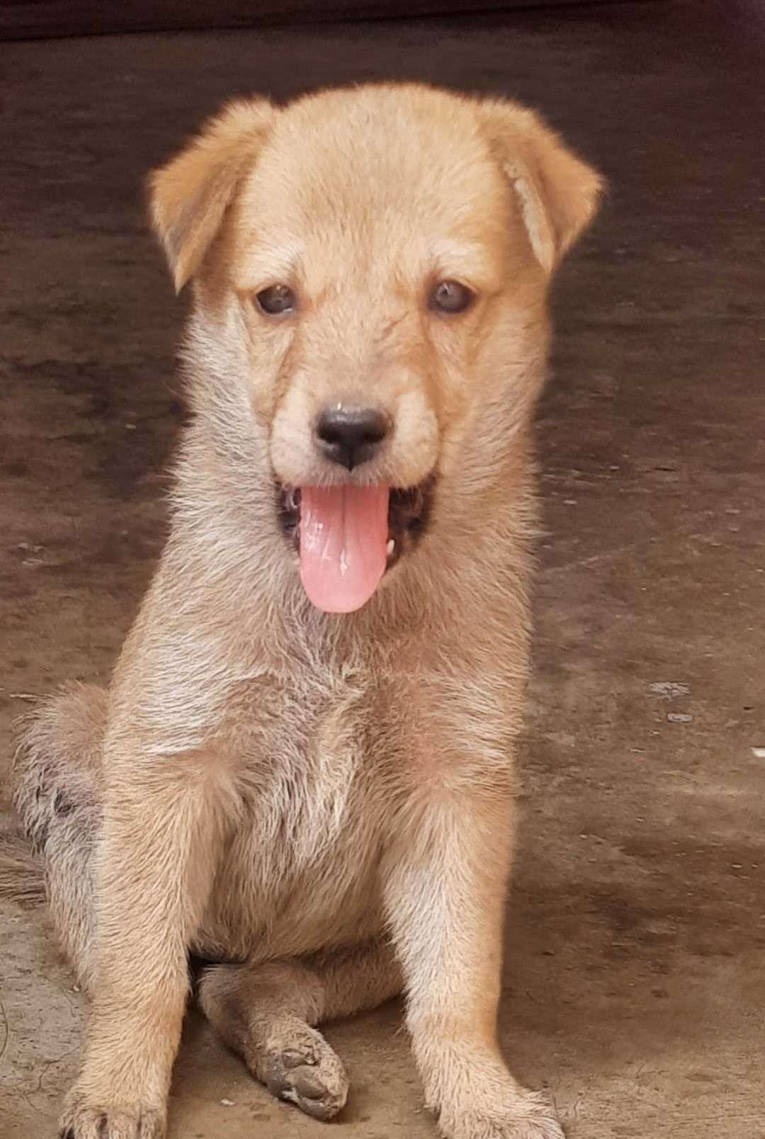 Indian Breed For Adoption In Chhindwara
