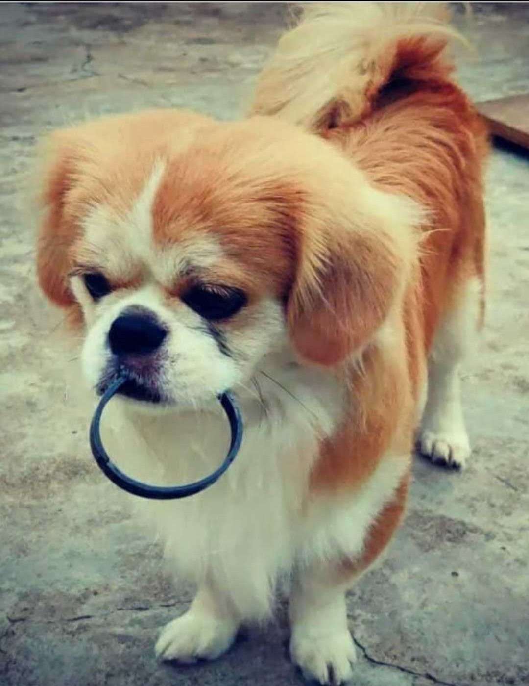 Tibetan Spaniel Dogs For Mating In Bangalore