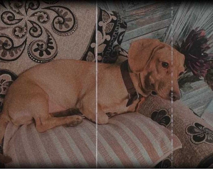 Dachshund Dogs For Mating In Indore