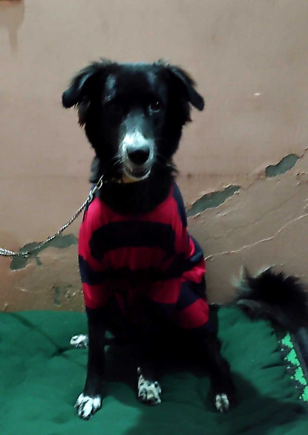 Pomeranian Dogs For Mating In Bangalore