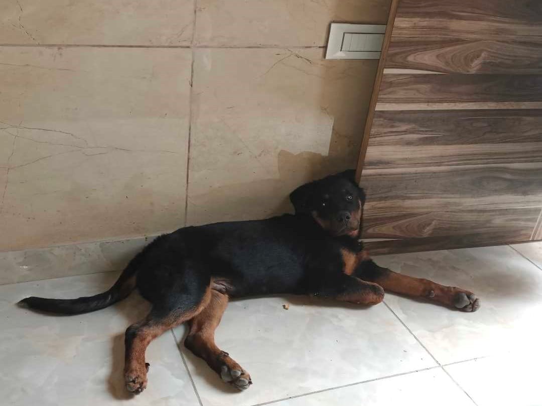 Rottweiler Dogs For Mating In Madurai