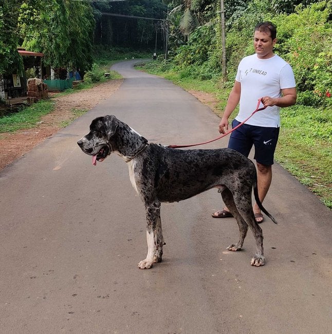 Great Dane Dogs For Mating In Bangalore