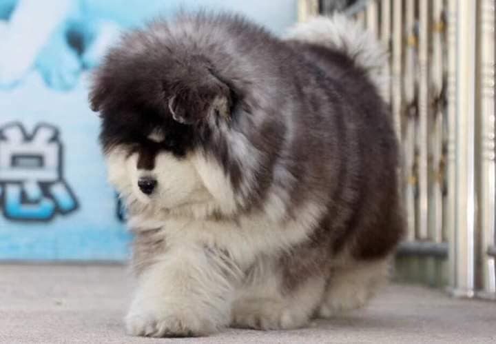 Alaskan Malamute For Sale In Chennai