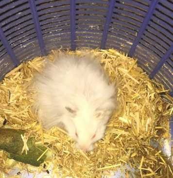 Hamsters For Adoption In Kozhikode