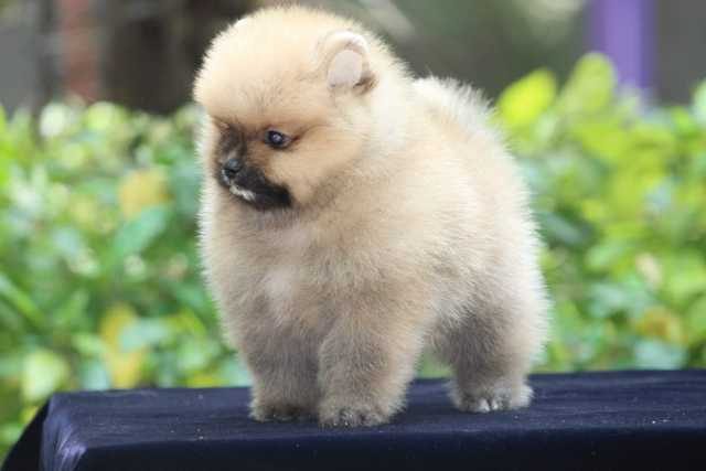 Toy Pomeranian For Sale In Raipur