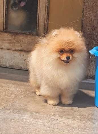 Toy Pomeranian For Sale In Allahabad