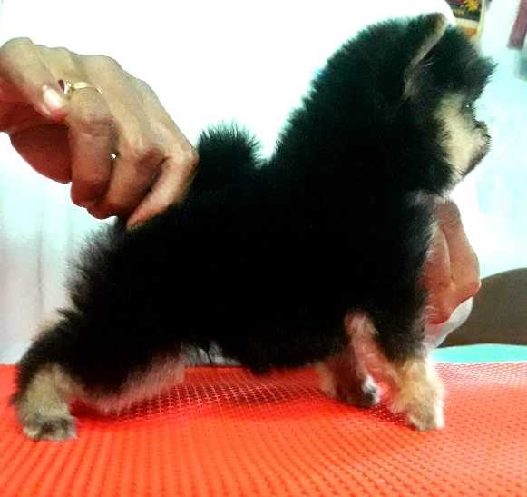 Toy Pomeranian For Sale In Allahabad