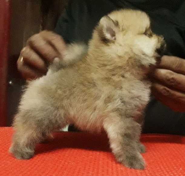 Toy Pomeranian For Sale In Allahabad