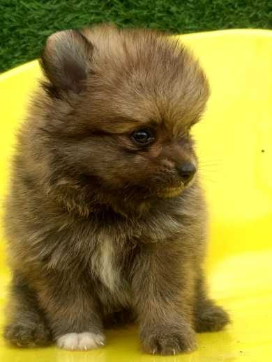 Toy Pomeranian For Sale In Allahabad