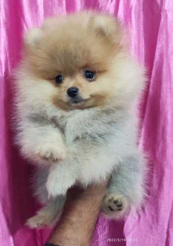 Toy Pomeranian For Sale In Allahabad