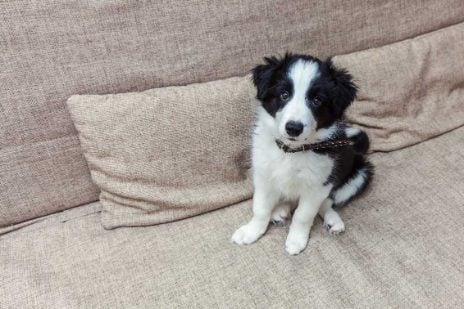 Border Collie For Sale In Bhubaneswar