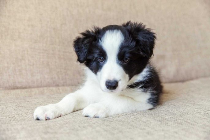 Border Collie For Sale In Dehradun