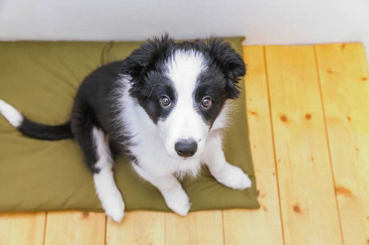 Border Collie For Sale In Dehradun