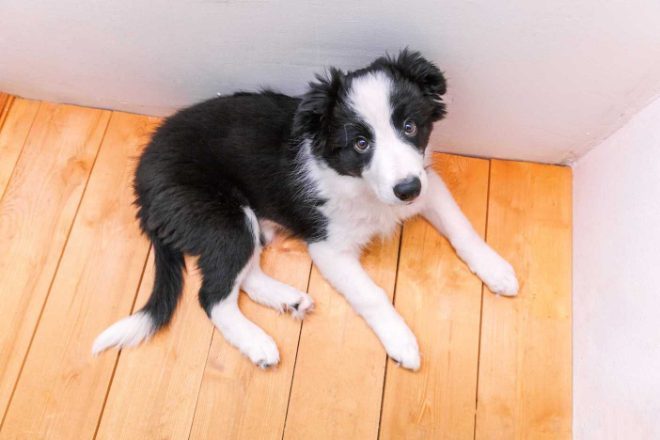 Border Collie For Sale In Kochi