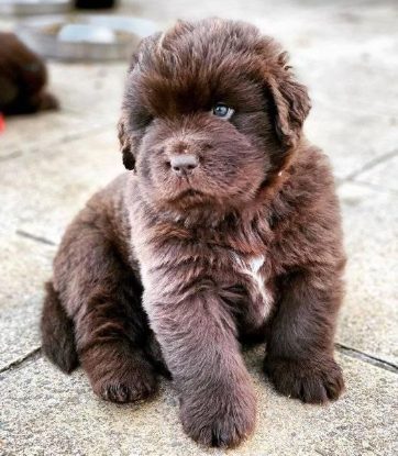Newfoundland For Sale In Bangalore