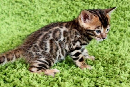 Bengal For Sale In Kolkata