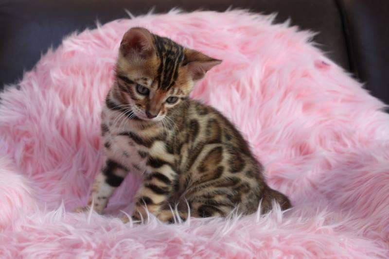 Bengal For Sale In Kolkata