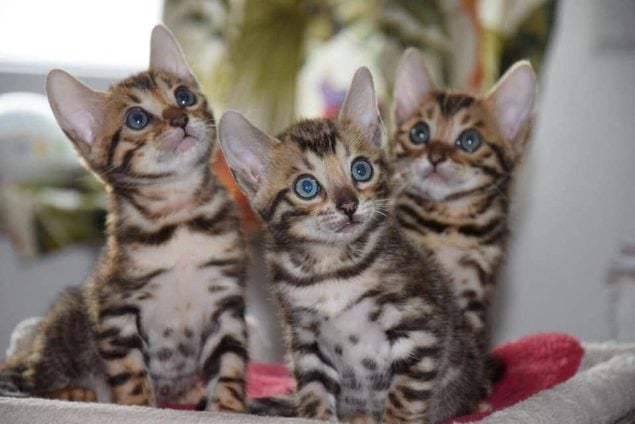 Bengal For Sale In Thiruvananthapuram