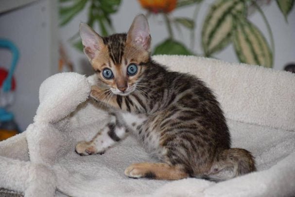 Bengal For Sale In Bangalore