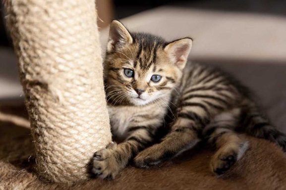 Bengal For Sale In Bangalore
