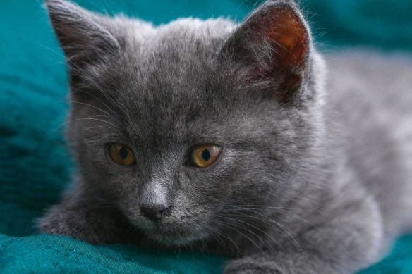 British Longhair For Sale In Erode