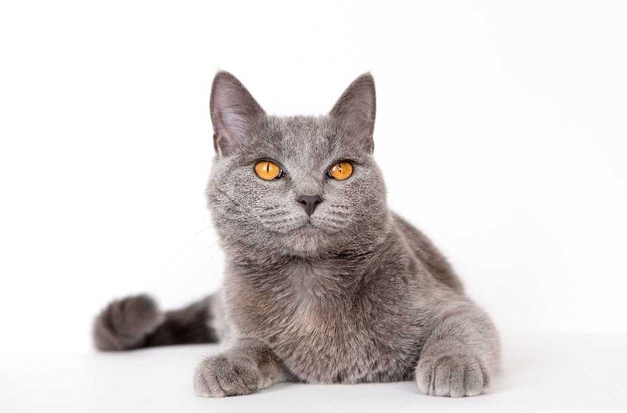 British Shorthair For Sale In Chennai