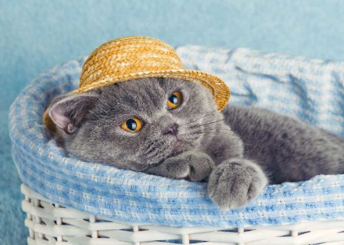 British Shorthair For Sale In Chennai