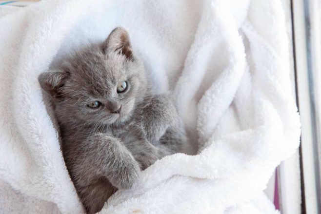 British Shorthair For Sale In Hyderabad